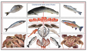 reparto pesce al supermercato